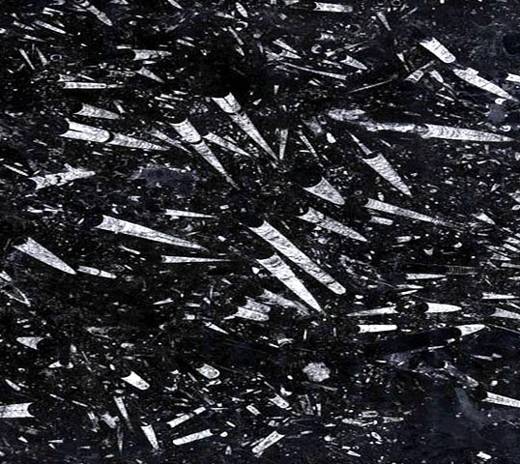 Black fossil